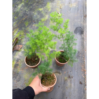 Chậu tùng nho ( tùng gai) size để bàn, trang trí cực xinh