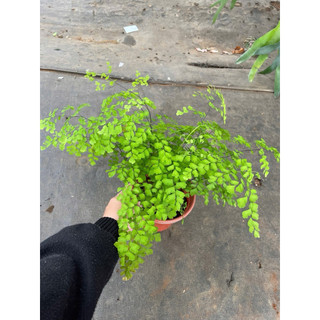Chậu dương xỉ Tóc thần vệ nữ, khoẻ đẹp trang trí cực xinh