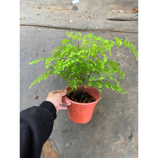 Chậu dương xỉ Tóc thần vệ nữ, khoẻ đẹp trang trí cực xinh