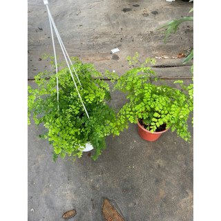 Chậu dương xỉ Tóc thần vệ nữ, khoẻ đẹp trang trí cực xinh