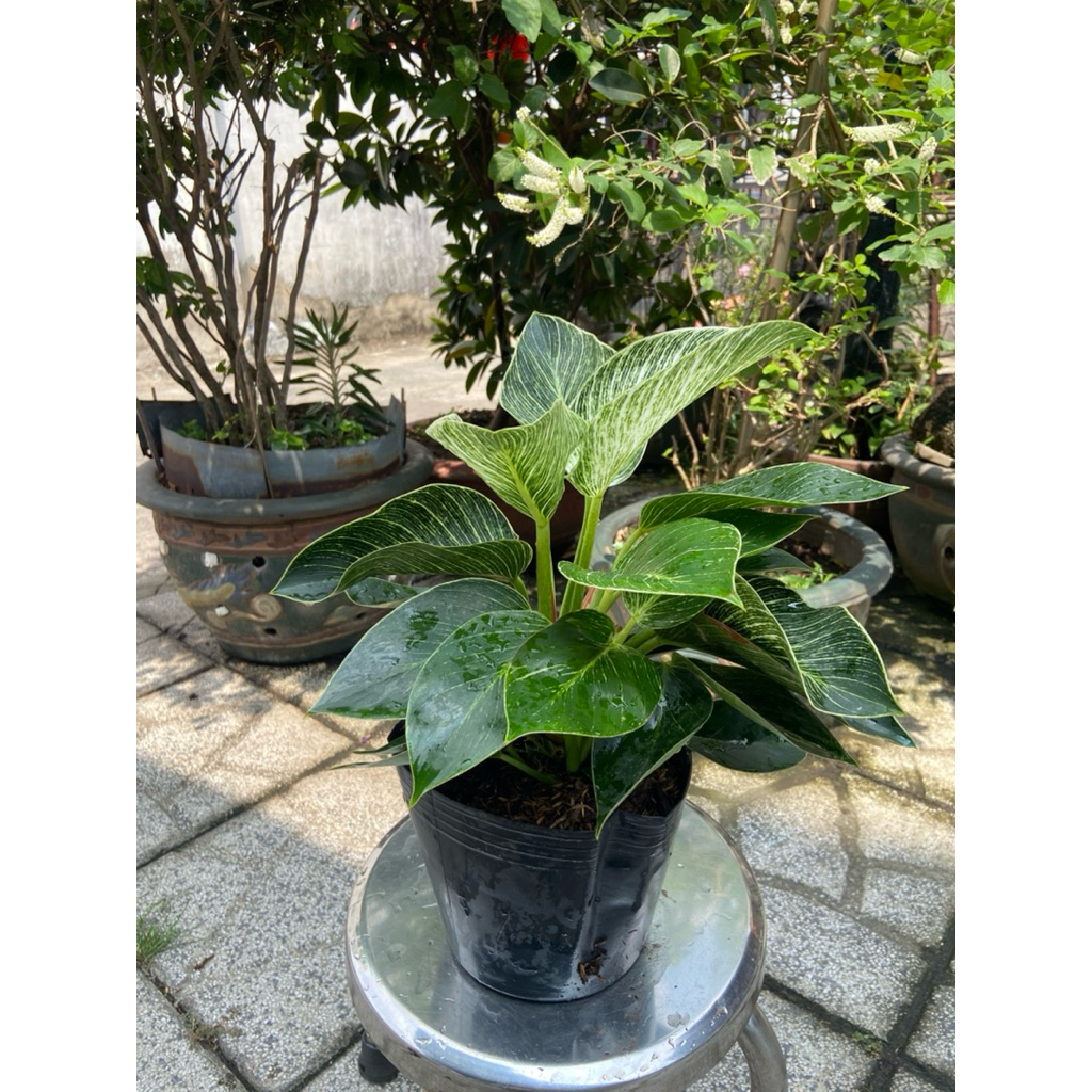 Cây đế vương giống mới mini