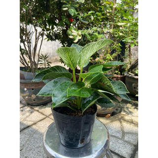 Cây đế vương giống mới mini