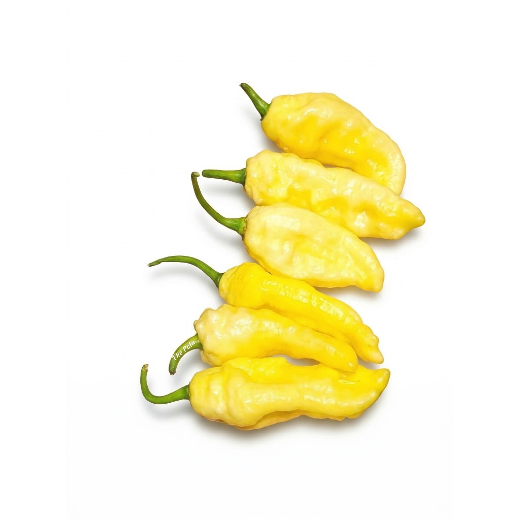 Hạt giống ớt Lemon Ghost 🌶 Siêu cay ghost pepper 1.000.000 SHU 🍋 Thơm vị chanh, dễ trồng tại nhà.