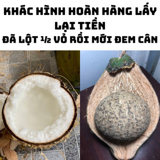 Dừa Sáp Loại 1 Đặc Kẹo đã Lột còn 1\2 vỏ- Tấn Lộc