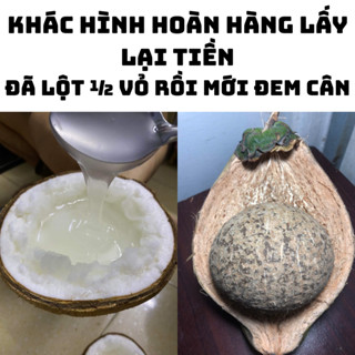 Dừa Sáp Loại 1 Cơm Dày Nước kẹo ( Đã gọt phân nủa vỏ)