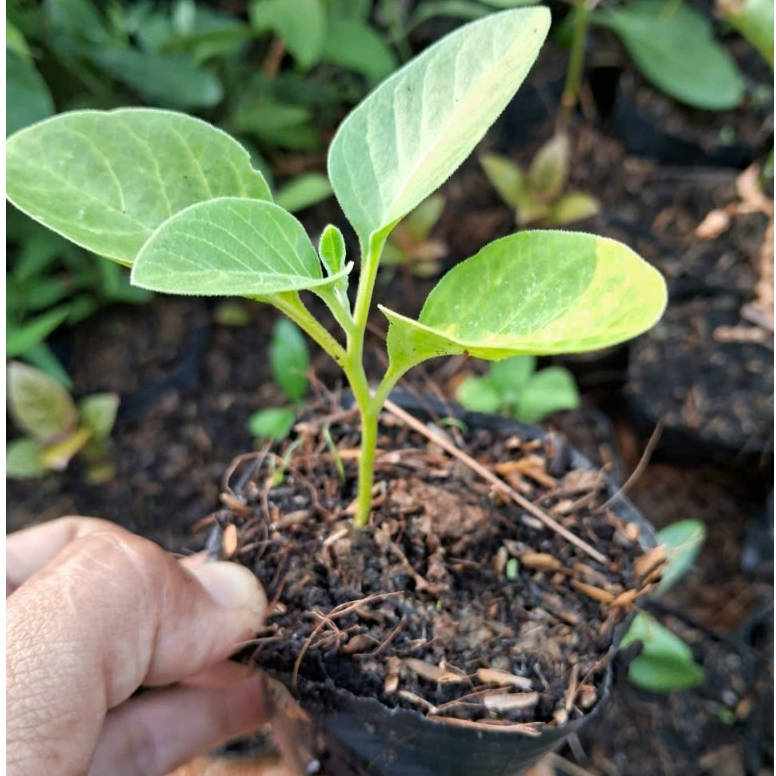 Bầu giống Sâm Ấn Độ cao 10-15cm