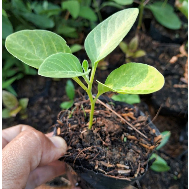 Sâm Ấn Độ giống cao 15cm Vườn ươm Trường Xuân