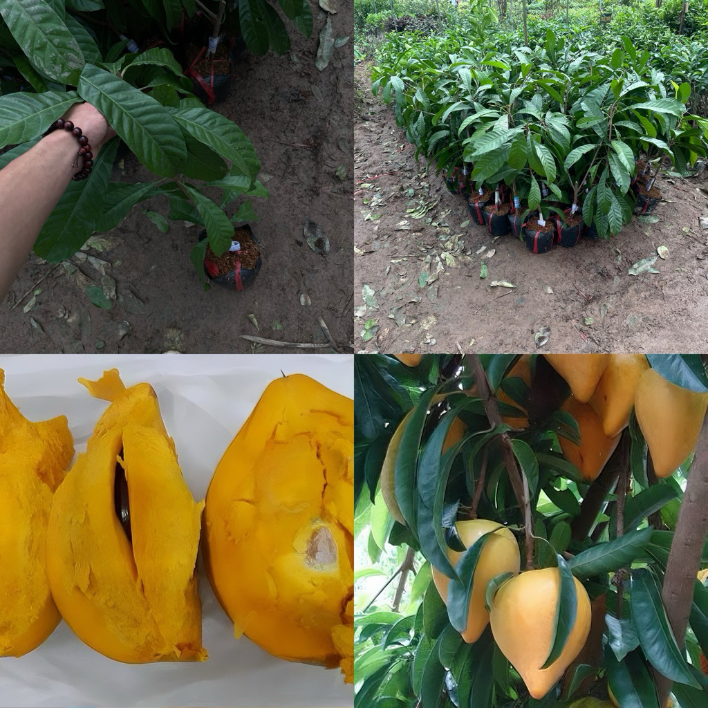 Cây giống lekima quả to đẹp ăn cực ngon