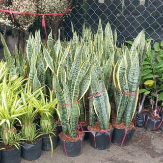 CÂY LƯỠI HỔ SỌC VÀNG TRANG TRÍ NHÀ CỬA, SÂN VƯỜN -  ( GIAO HỎA TỐC )
