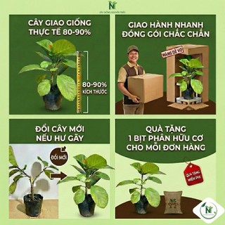 CÂY CHÔM CHÔM THÁI