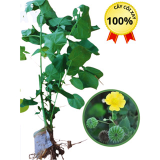 1 bầu cây cối xay giống - HTX bảo tồn cây Dược Liệu Quý – rễ khoẻ – Cao 25- 30cm – Trồng vào đất