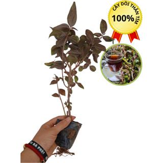 3 BẦU CÂY GIỐNG DÒI THÂN TÍM - "VỆ SĨ" CHO LÁ PHỔI CỦA BẠN**