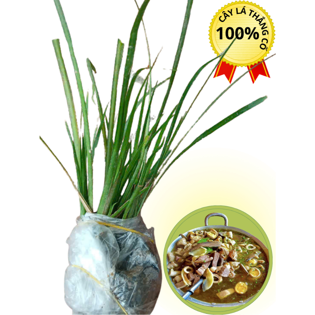 2 bầu cây thắng cố sâm gà giống - HTX bảo tồn cây