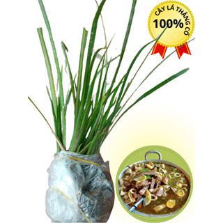 2 bầu cây thắng cố sâm gà giống - HTX bảo tồn cây