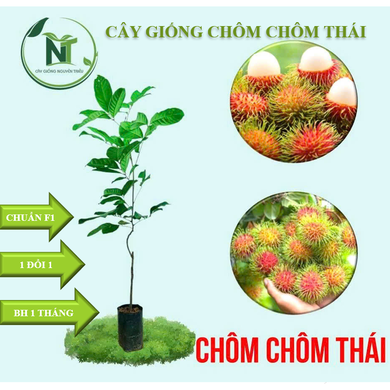 CÂY CHÔM CHÔM THÁI