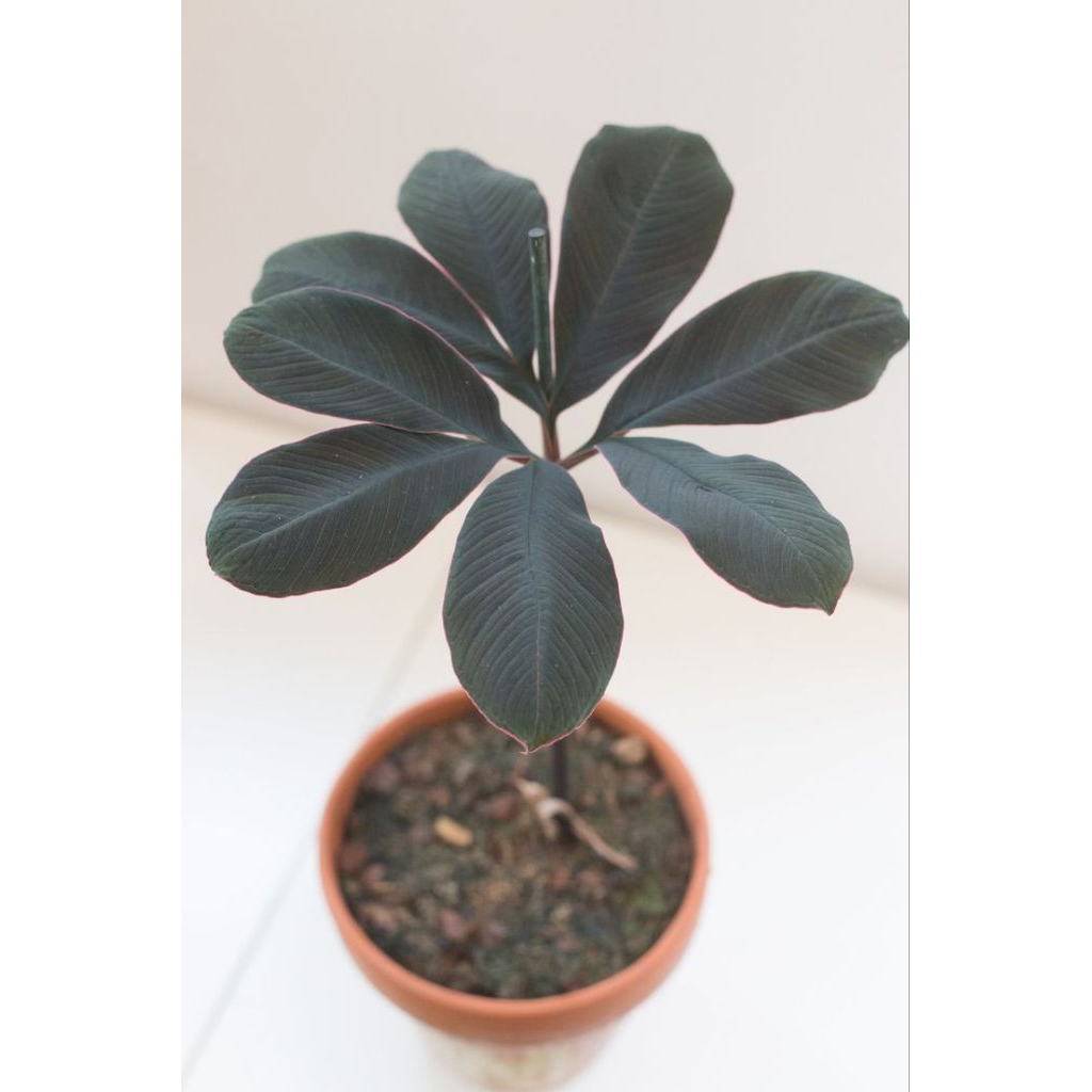 củ giống amorphophallus atroviridis ( nưa hồng thái)