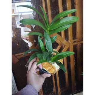 Lan denro mini yaya đang nụ đẹp