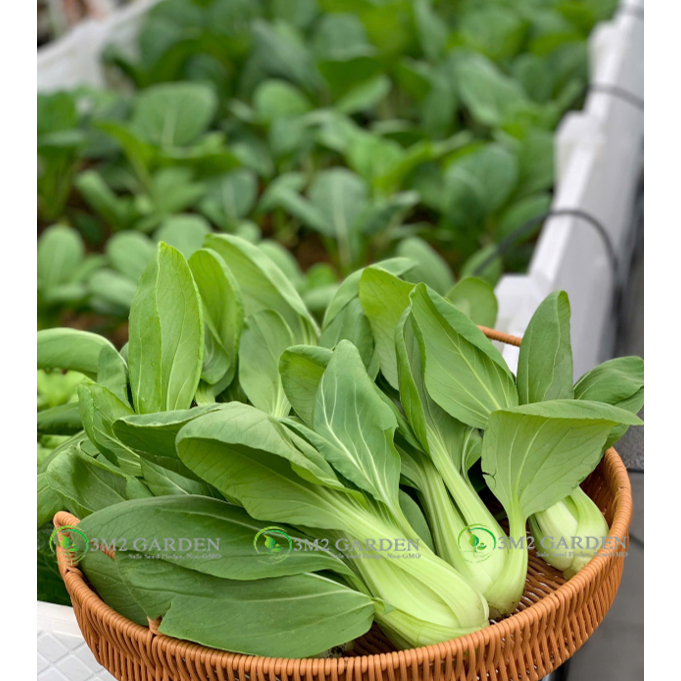 [Hạt giống Nhật] Hạt giống gói zip 100 hạt cải thìa cải chíp ngọt ngon cải thìa loại to