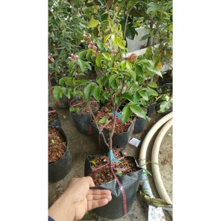 Chậu cây khế chua ( cao 40-50cm)