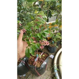 Chậu cây khế chua ( cao 40-50cm)