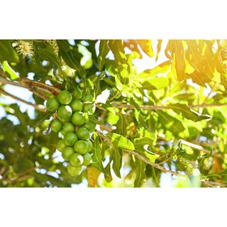Hạt Macca Sấy (Có Vỏ)  - Mộc Organic