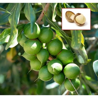 Hạt Macca Sấy (Có Vỏ)  - Mộc Organic