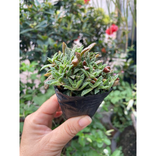 sen đá sedum
