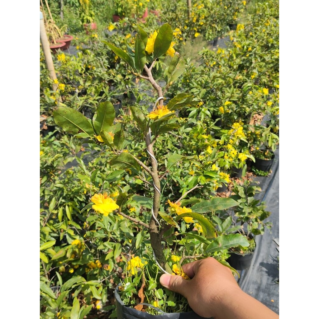 Combo 3 cây Mai giảo ghéo chơi tết