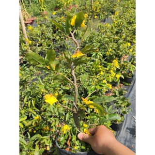 Combo 3 cây Mai giảo ghéo chơi tết