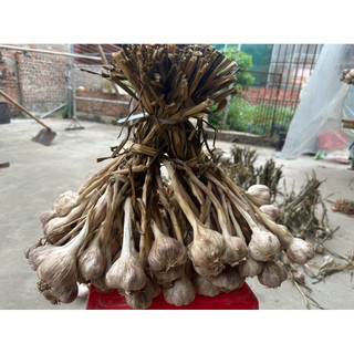 Tỏi không cuống