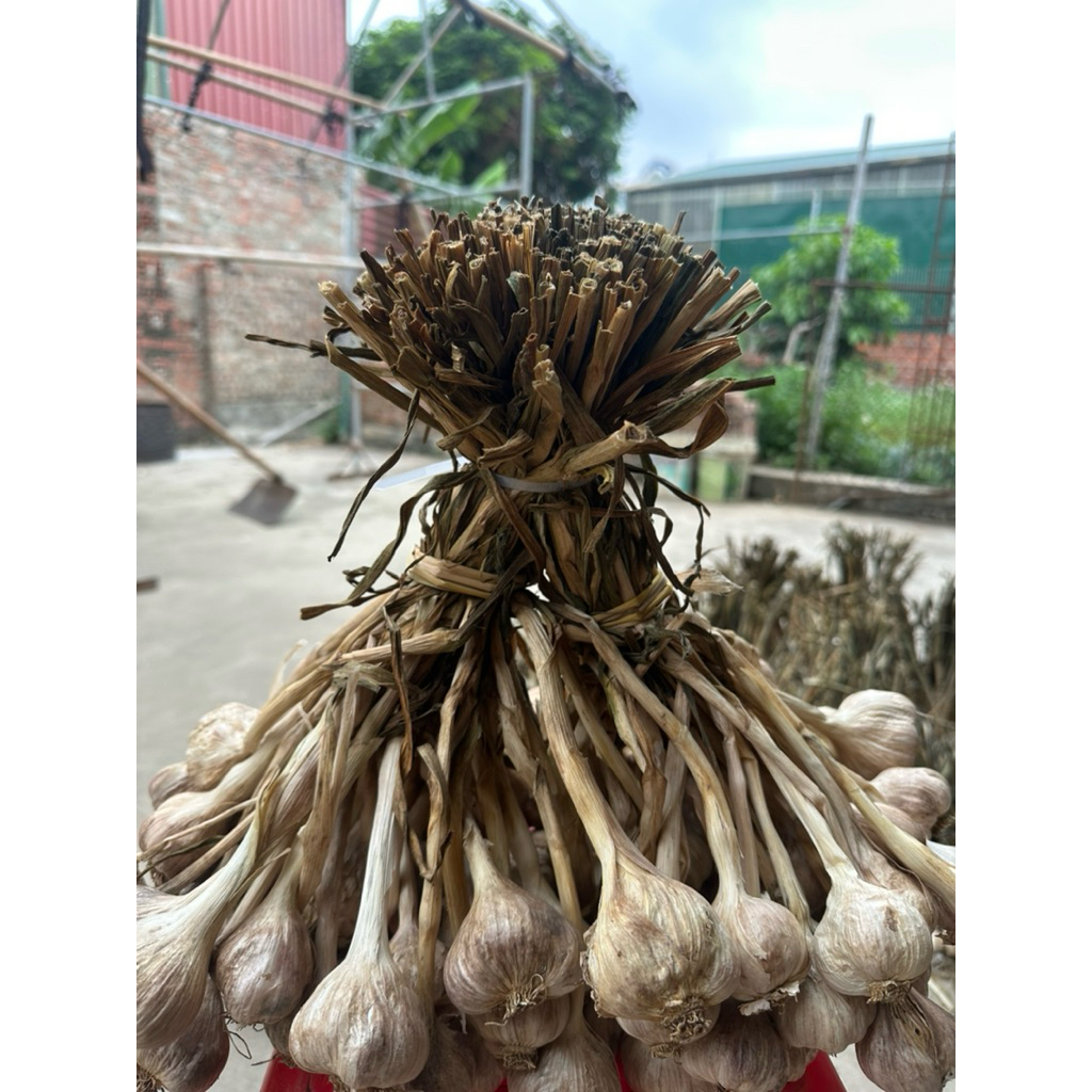 Tỏi Kinh Môn Hải Dương.
