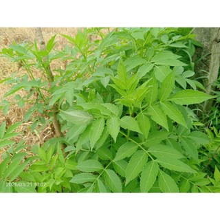 cây cơm cháy sấy khô  1KG tặng 100G cỏ ngọt