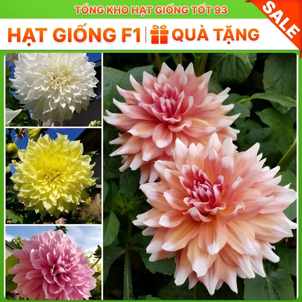 Hạt Giống Hoa Thược Dược Siêu To Mix Đủ Màu hàng công ty Loại 1