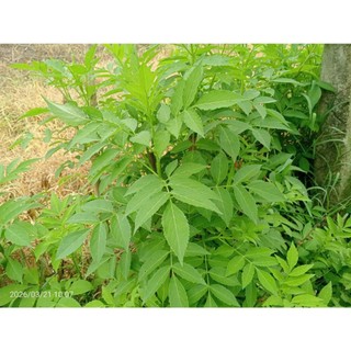 cây cơm cháy sấy khô  1KG tặng 100G cỏ ngọt