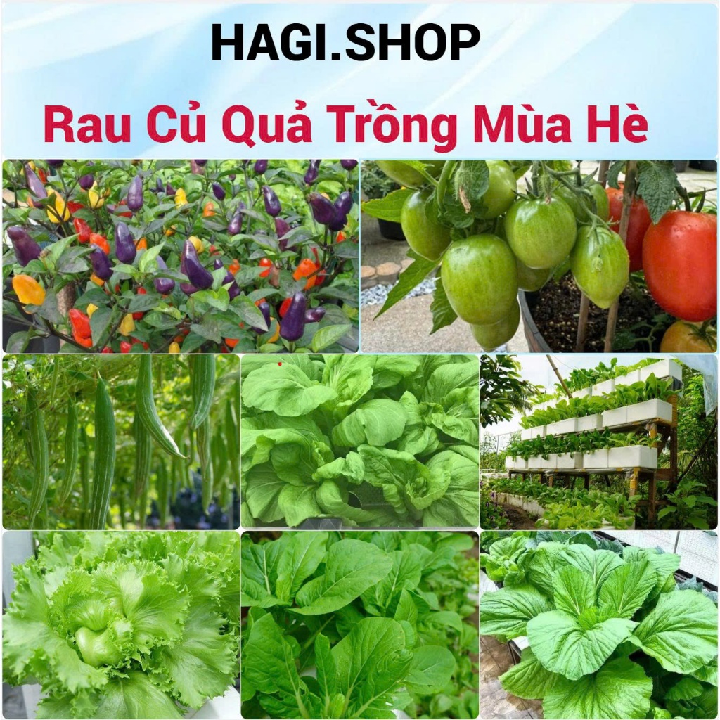 Hạt giống rau thơm, rau gia vị, rau củ quả các loại trồng quanh năm nảy mầm tốt (hàng công ty)