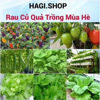 Hạt giống rau thơm, rau gia vị, rau củ quả các loại trồng quanh năm nảy mầm tốt (hàng công ty)