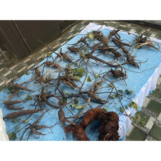 Siêu sale Sâm bố chính rừng