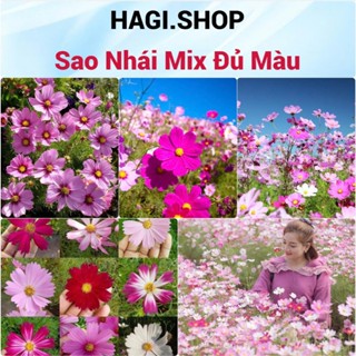 Hạt Giống Hoa Sao Nhái Nảy Mầm 99%