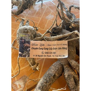 Siêu sale Sâm bố chính rừng