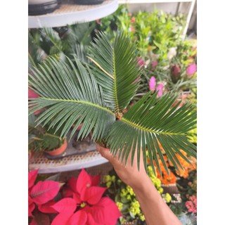 Chậu cây vạn tuế (cây cảnh để bàn)