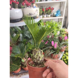 Chậu cây vạn tuế (cây cảnh để bàn)