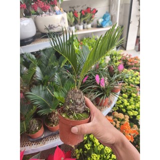 Chậu cây vạn tuế (cây cảnh để bàn)