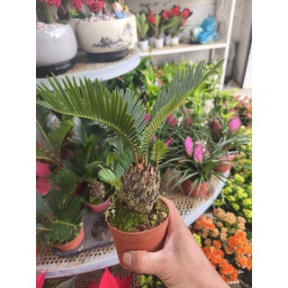 Chậu cây vạn tuế (cây cảnh để bàn)