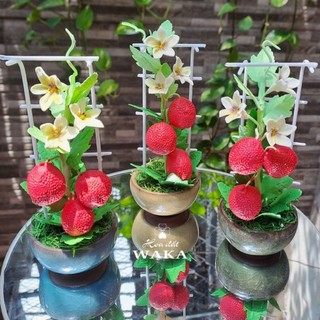 Hoa Đất Sét Mini- Giàn Gấc 15cm