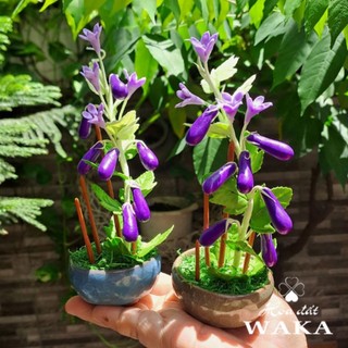 Hoa Đất Sét Mini- Cà Tím 15cm