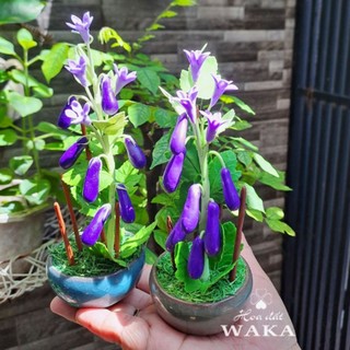 Hoa Đất Sét Mini- Cà Tím 15cm