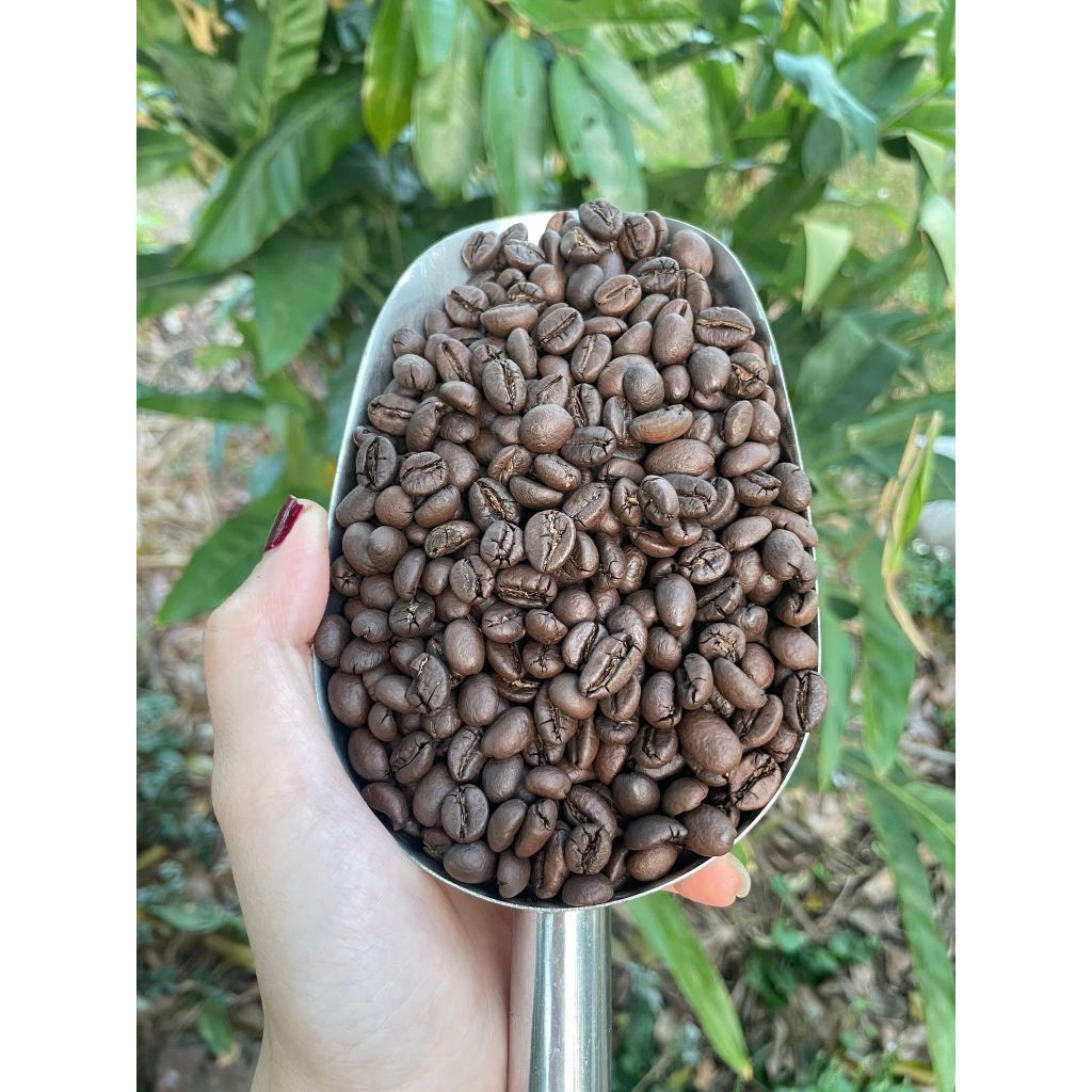 [Kho Sỉ] 1kg cà phê nguyên chất/cafe/cafe robusta