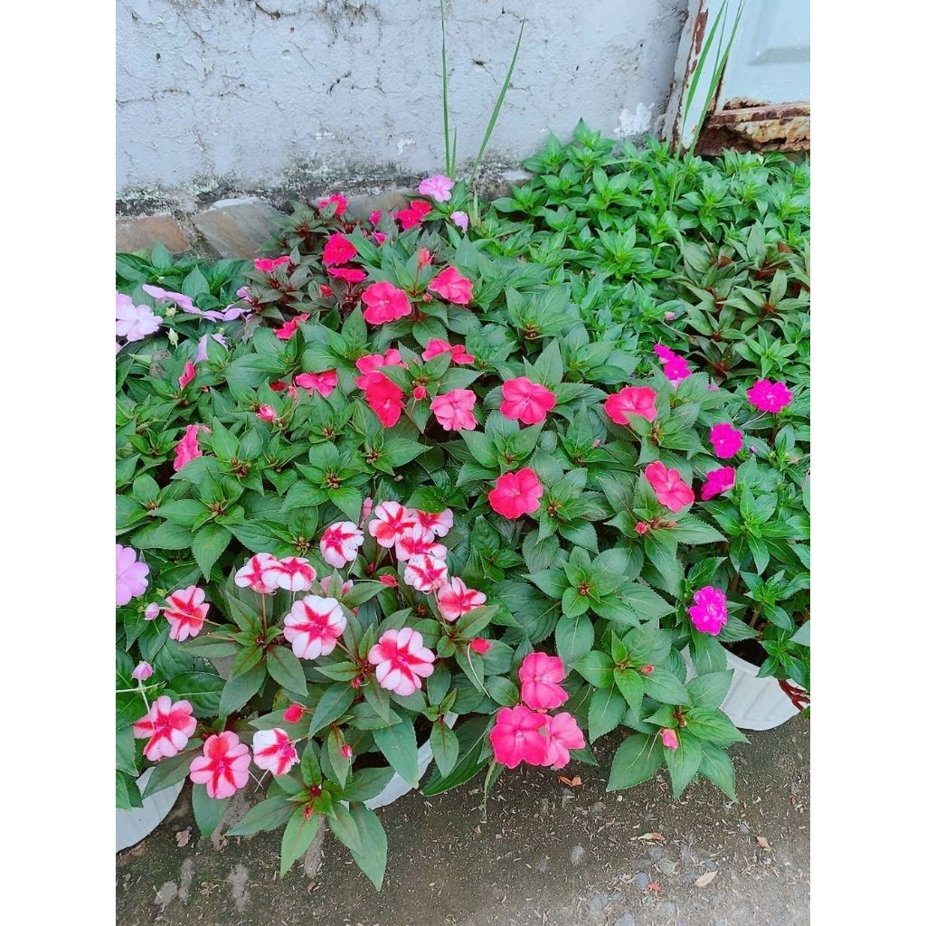 Hoa Mai Địa Thảo 30-40cm