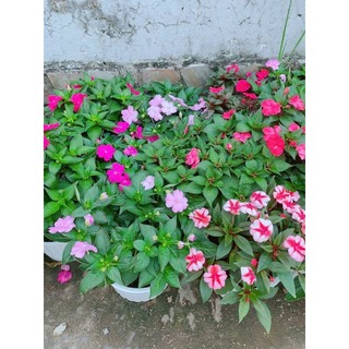 Hoa Mai Địa Thảo 30-40cm