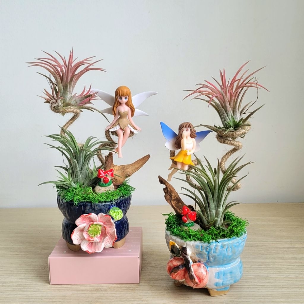 Cây Không Khí Kim Yến Tiểu Cảnh Cô Tiên Dễ Thương Để Bàn